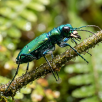 Close-up of a metallic green tiger beetle on a wet branch with water droplets