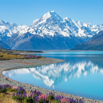 Snow-capped mountains reflected in a calm turquoise lake with purple lupine flowers on the rocky shore